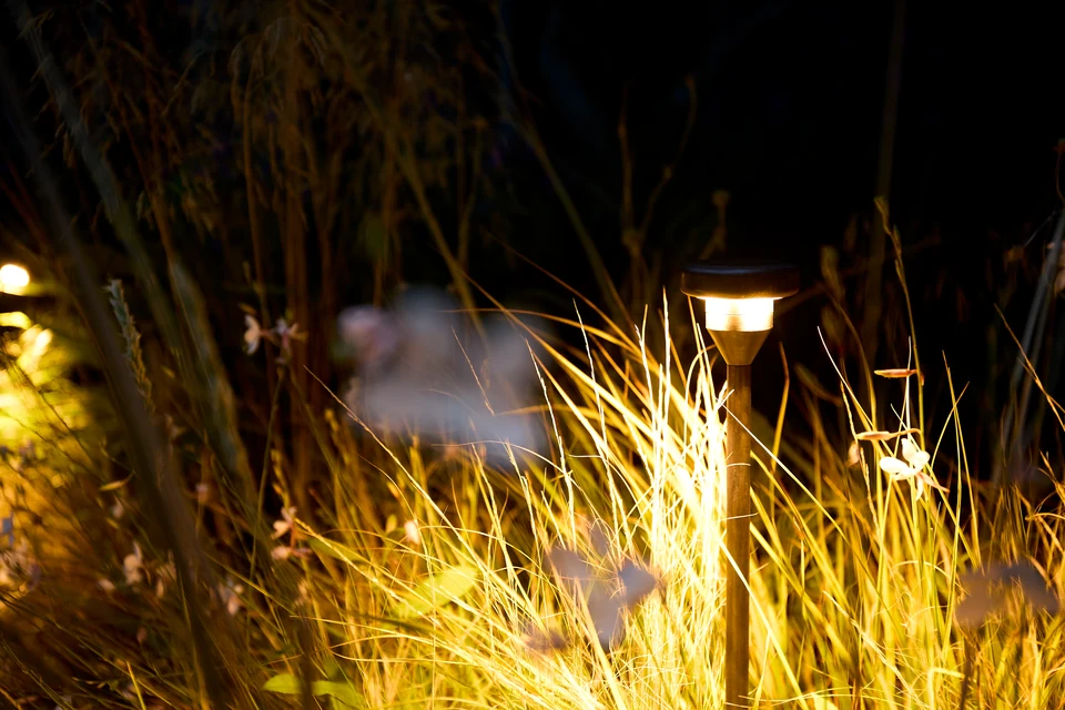 Umbel in the landscape