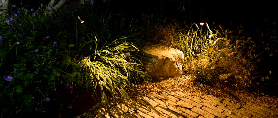 Noctule in the landscape